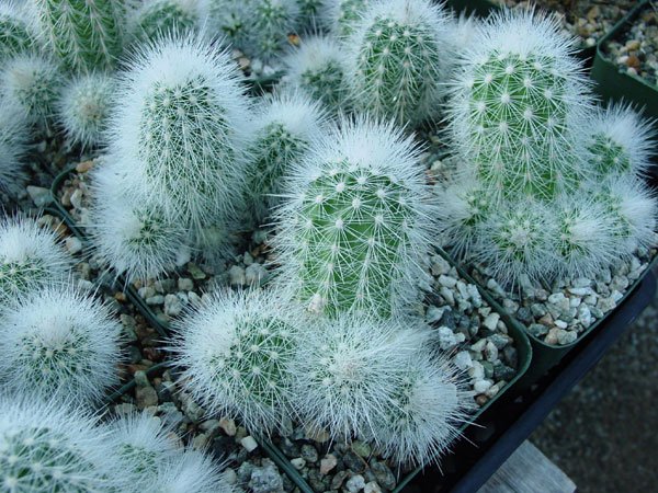 Echinocereus_ nivosus